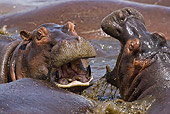 AFW 01 MC0001 01
Close-Up Of Hippopotamuses In Muddy Waterhole Kenya