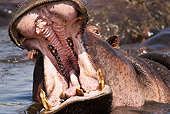 AFW 01 MC0002 01
Close-Up Of Hippopotamus Yawning In Waterhole Kenya