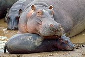 AFW 01 MC0004 01
Close-Up Of Hippopotamus With Calf Laying On Mud Kenya