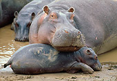 AFW 01 MC0005 01
Close-Up Of Hippopotamus With Calf Laying On Mud Kenya