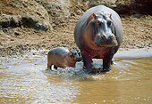 AFW 01 MC0006 01
Hippopotamus And Calf Standing In Muddy Water Kenya
