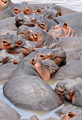AFW 01 MC0007 01
Group Of Hippopotamuses Huddling In Water Kenya