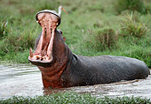 AFW 01 MC0008 01
Hippopotamus Laying In Water Yawning Kenya