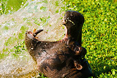 AFW 01 MC0009 01
Head Shot Of Hippopotamus Yawning In River Kenya