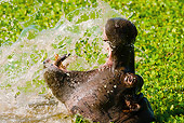 AFW 01 MC0010 01
Head Shot Of Hippopotamus Yawning In River Kenya