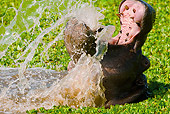 AFW 01 MC0011 01
Head Shot Of Hippopotamus Yawning In River Kenya