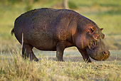 AFW 01 MC0012 01
Hippopotamus Walking Through Grass At Ngorongoro Crater Tanzania