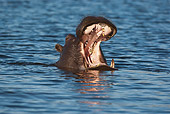 AFW 01 MC0013 01
Hippopotamus Wallowing In Water Chobe Naional Park In Botswana, South Africa