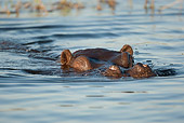 AFW 01 MC0014 01
Hippopotamus Wallowing In Water Chobe Naional Park In Botswana, South Africa