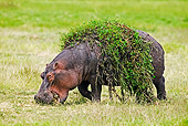 AFW 01 MH0001 01
Hippopotamus With Weeds On Back Grazing On Savanna Kenya