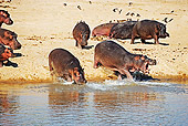 AFW 01 MH0002 01
Hippopotamus Herd Walking Into Water Zambia