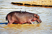 AFW 01 MH0003 01
Hippopotamus Walking Into Water Zambia