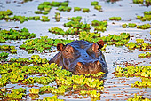 AFW 01 MH0004 01
Hippopotamus Peering Above Water Zambia