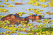 AFW 01 MH0005 01
Two Hippopotamuses Peering Above Water Zambia