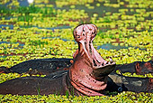 AFW 01 MH0006 01
Hippopotamus In Water Yawning Zambia