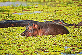 AFW 01 MH0007 01
Hippopotamus Herd Floating In Water Zambia