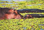 AFW 01 MH0008 01
Hippopotamus Mother And Calf Kissing In Water Zambia