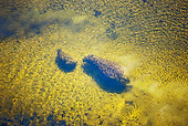 AFW 01 MH0009 01
Hippopotamus Mother And Calf Swimming In Water