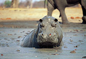 AFW 01 MH0010 01
Hippopotamus Taking Mud Bath