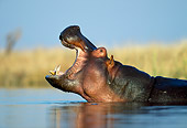 AFW 01 MH0015 01
Portrait Of Hippopotamus Showing Aggression In Pond