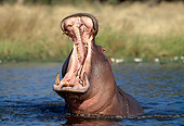AFW 01 MH0016 01
Portrait Of Hippopotamus Showing Aggression In Pond