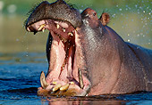 AFW 01 MH0017 01
Portrait Of Hippopotamus Showing Aggression In Pond