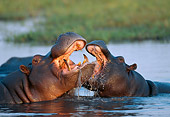 AFW 01 MH0018 01
Close-Up Of Two Hippopotamus Fighting In Pond