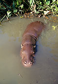 AFW 01 MH0019 01
Overhead Shot Of Hippopotamus Calf Swimming In Pond