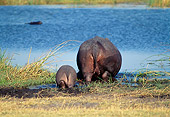 AFW 01 MH0020 01
Hippopotamus Mother And Calf Drinking From Watering Hole Back View