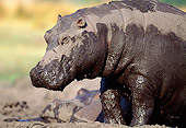 AFW 01 MH0022 01
Head Shot Of Hippopotamus Sitting In Mud