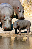 AFW 01 MH0023 01
Hippopotamus Family Standing By Edge Of Watering Hole South Africa