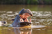 AFW 01 MH0024 01
Hippopotamus With Mouth Open In Aggressive Warning Posture South Africa