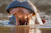 AFW 01 MH0025 01
Hippopotamus With Mouth Open In Aggressive Warning Posture South Africa