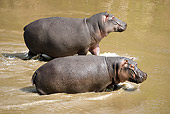 AFW 01 NE0010 01
Two Hippopotamus Walking Through Mara River Masai Mara National Reserve, Kenya