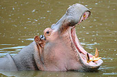AFW 01 NE0011 01
Head Shot Of Hippopotamus Cooling Off In Mara River Masai Mara National Reserve, Kenya