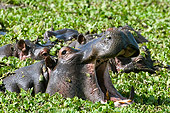 AFW 01 NE0012 01
Close-Up Of Hippopotamus Cooling Off In Water With Vegetation Masai Mara National Reserve, Kenya