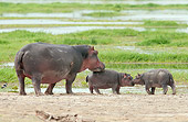 AFW 01 NE0014 01
Hippopotamus Mother With Young Standing Near Water Amboseli National Park, Kenya