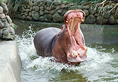 AFW 01 RK0022 03
Hippo In Water With Mouth Wide Open