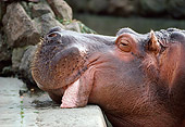 AFW 01 RK0029 02
Close Up Of Adult Hippo Head Shot Side View