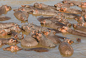 AFW 01 WF0001 01
Group Of Hippopotamus In River