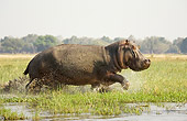 AFW 01 WF0004 01
Hippopotamus Bull Running Through Shallow Water Profile