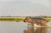 AFW 01 WF0006 01
Hippopotamus Bull Running Through Shallow Water Profile