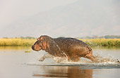 AFW 01 WF0007 01
Hippopotamus Bull Running Through Shallow Water Profile