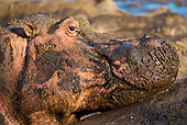 AFW 01 WF0010 01
Head Shot Of Muddy Hippopotamus