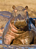 AFW 01 WF0011 01
Portrait Of Hippopotamus Laying In Mud
