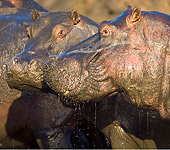 AFW 01 WF0013 01
Close-Up Of Two Hippopotamus Leaving Muddy Water