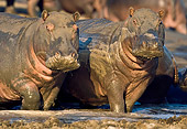 AFW 01 WF0014 01
Close-Up Of Two Hippopotamus Standing In Muddy Water