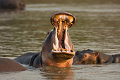 AFW 01 WF0017 01
Hippopotamus Swimming In River With Mouth Open