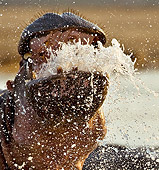 AFW 01 WF0018 01
Head Shot Of Hippopotamus Fighting In River