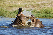 AFW 01 WF0019 01
Two Hippopotamus Fighting In River